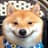HedgeDoge avatar